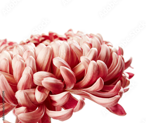 Fototapeta Naklejka Na Ścianę i Meble -  Chrysanthemum flower
