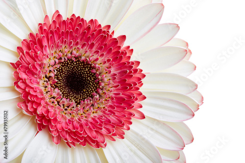 Εκτύπωση καμβά Beautiful white gerber flower