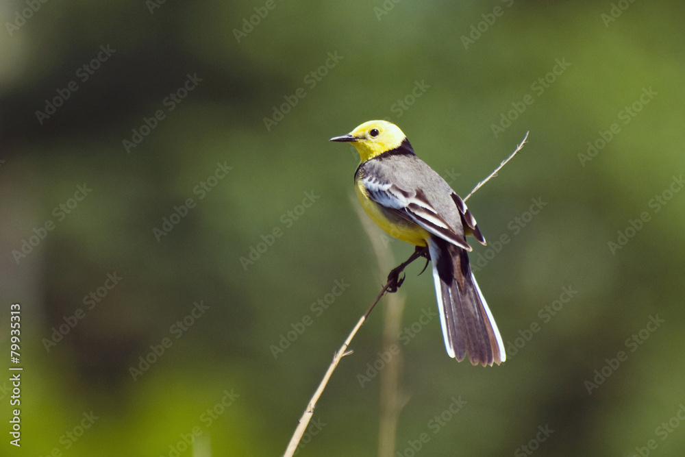 Fototapeta premium Yellow-headed wagtail sitting on a branch
