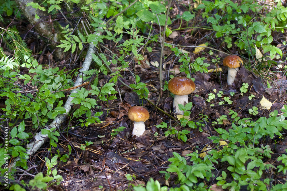 Three young white mushroom Three young white mushroom