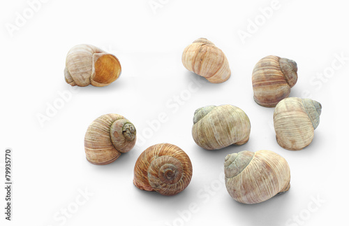 Eight cockle-shells
