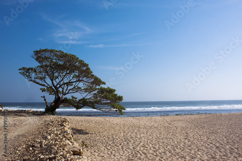 White sand beach (ID: 79936192)