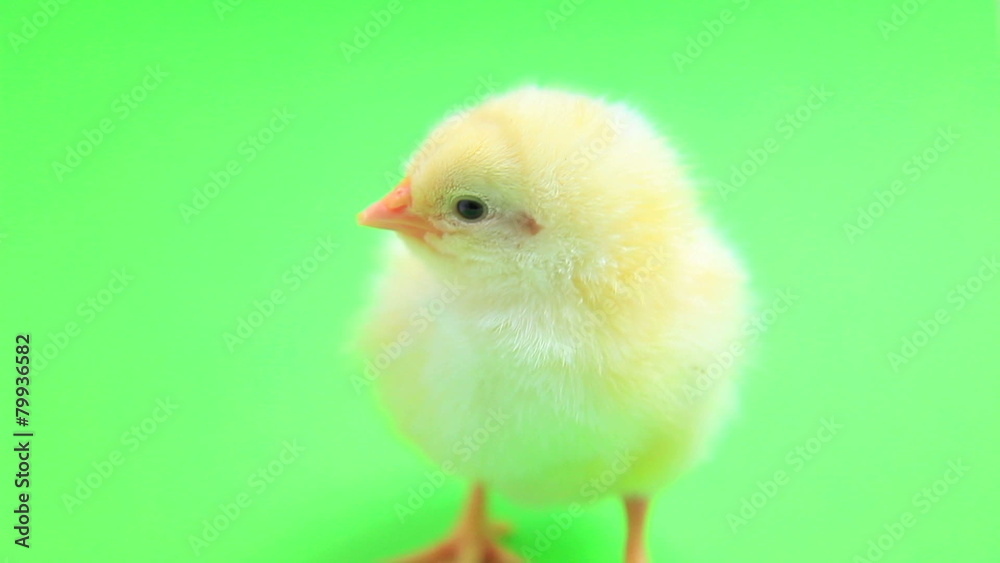 Cute little chick green-screen Cute little chick green-screen