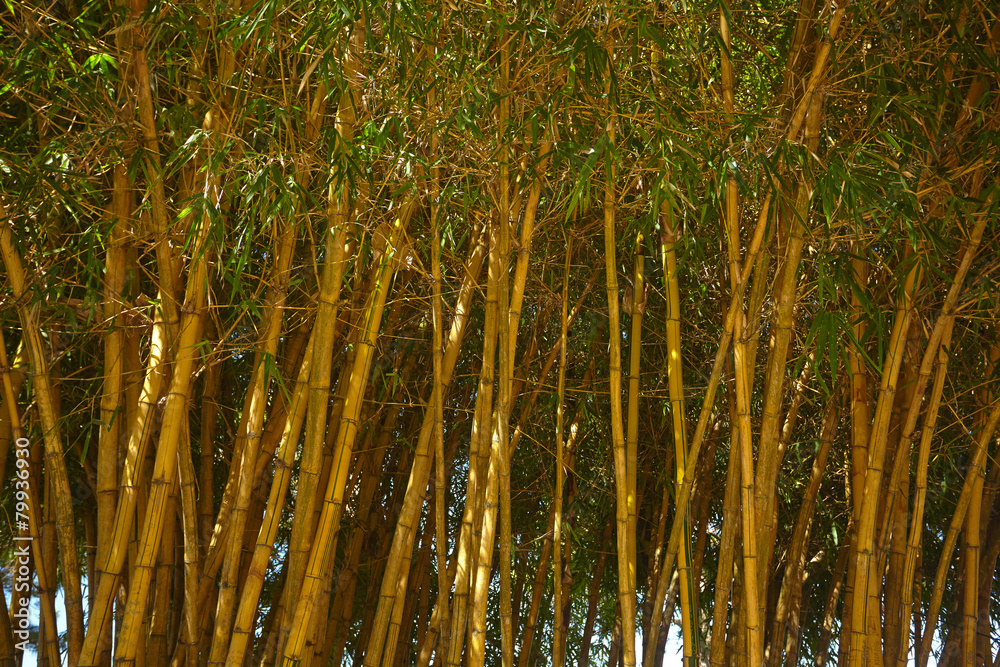 Fototapeta premium bamboo forest