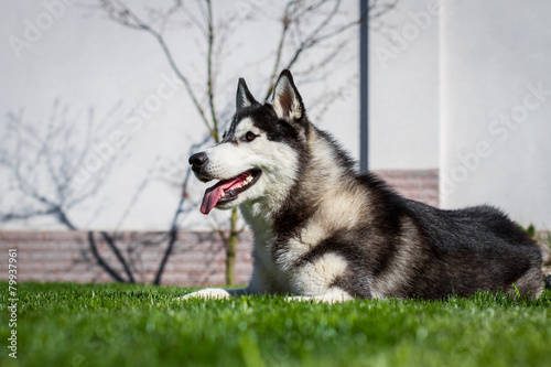 Siberian husky dog outdoors