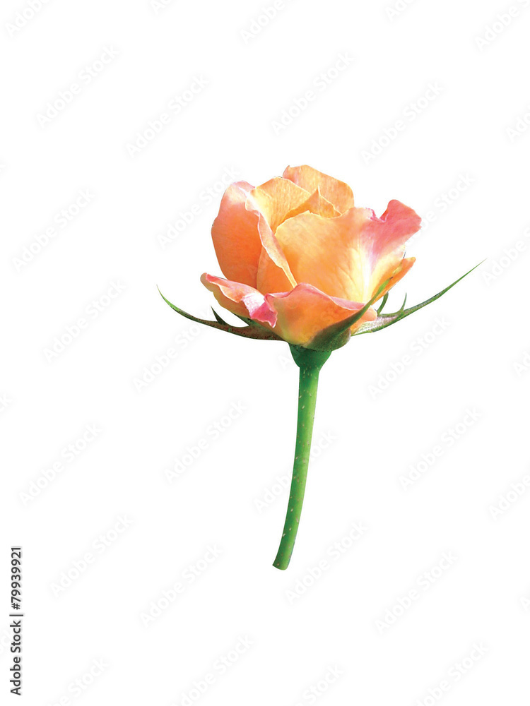 Obraz premium 식물이미지