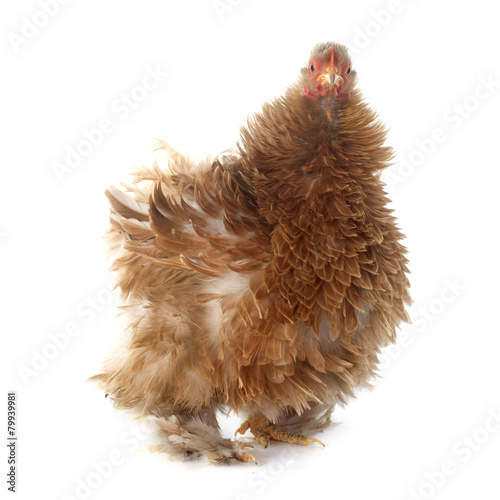 Pekin bantam