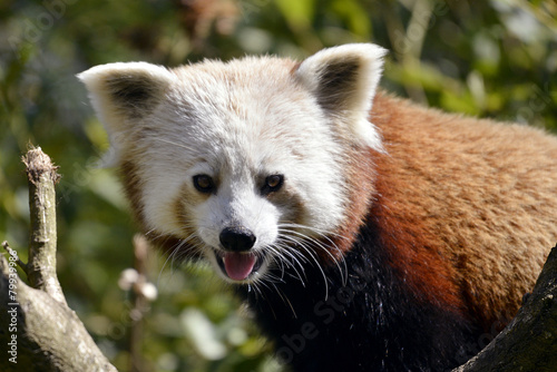 Fototapeta Naklejka Na Ścianę i Meble -  Portrait of red panda