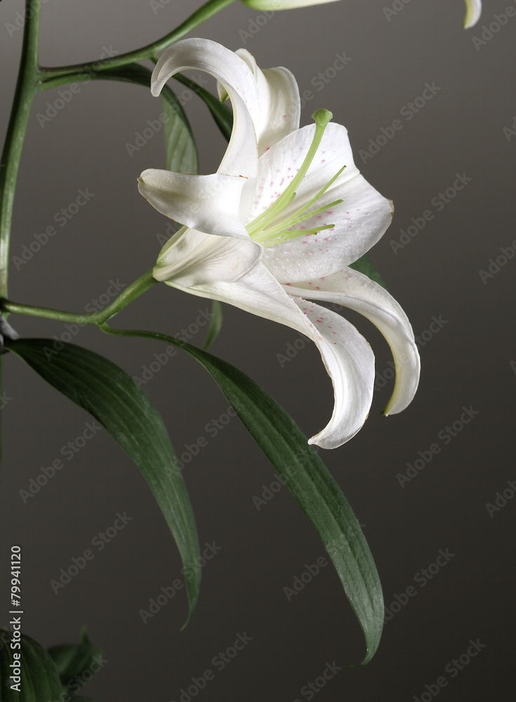 Obraz premium fiori