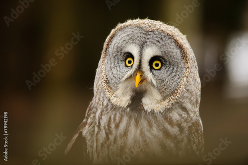 Great grey owl portrait