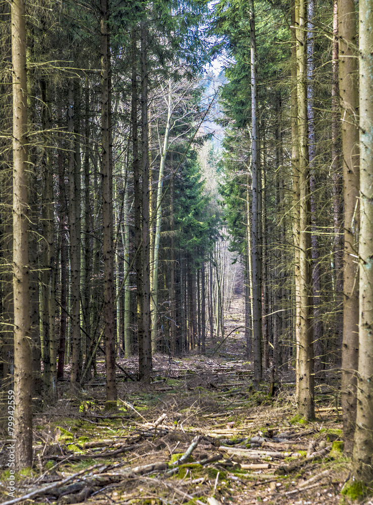 footpath through a pine forest