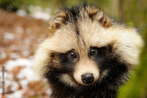 Raccoon dog, cute close-up portrait photo