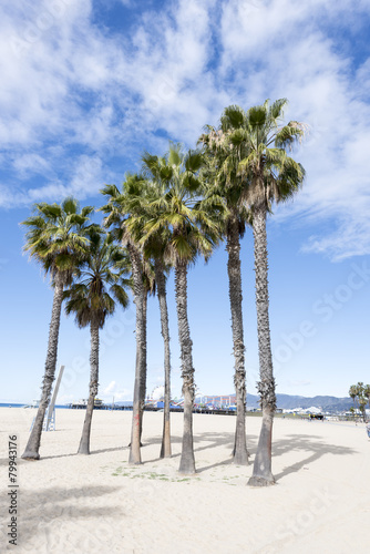 Palm Trees in Santa Monica