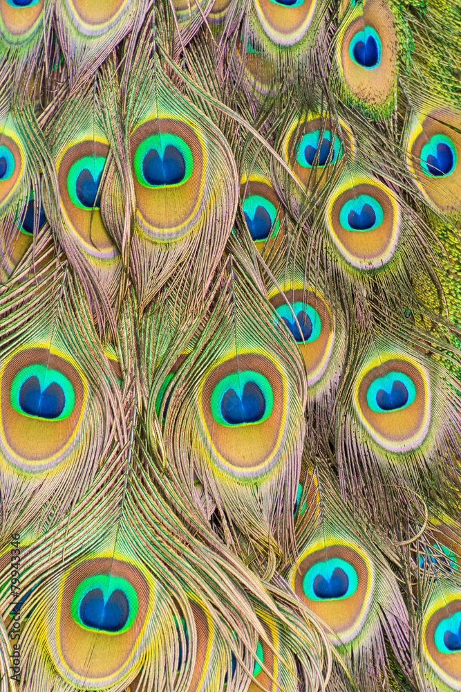 Fototapeta premium Peacock plumage pattern