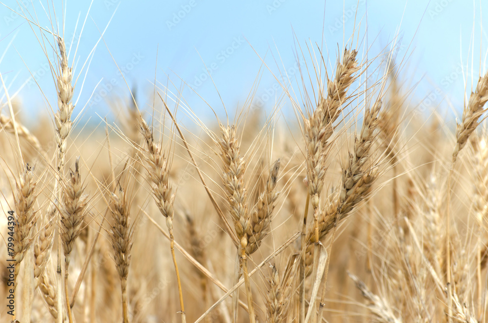 Golden Wheat Field with ripe ears of corn Golden Wheat Field with ripe ears of corn