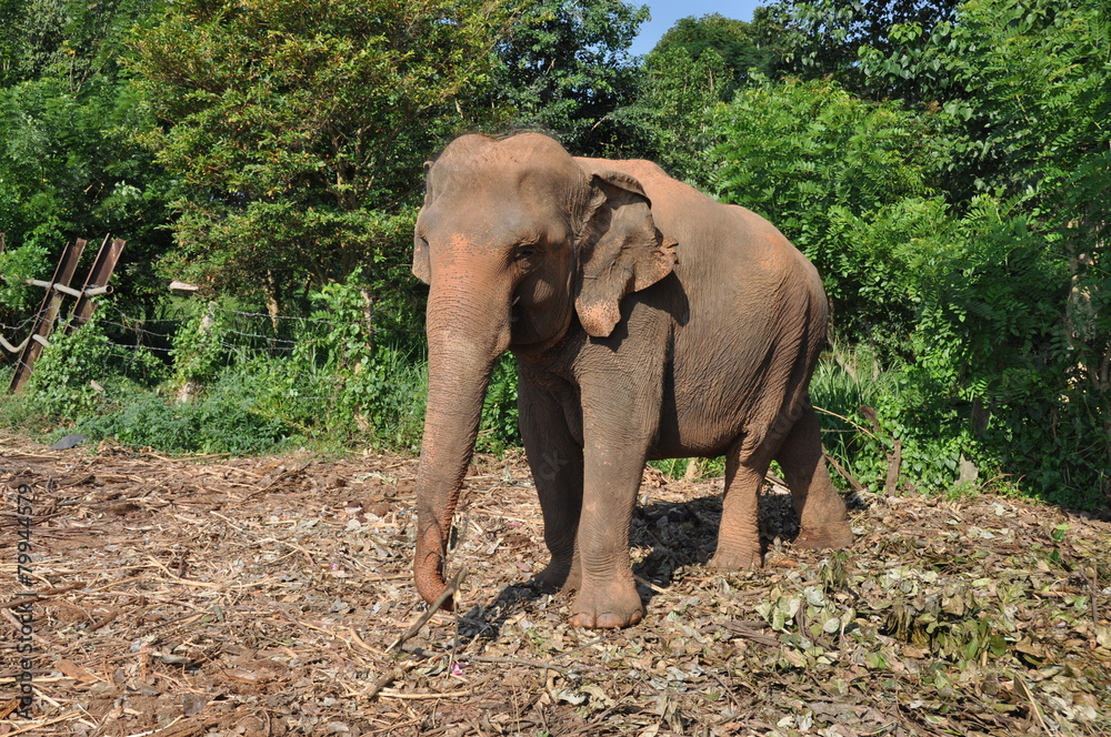 Obraz premium Indian elephant
