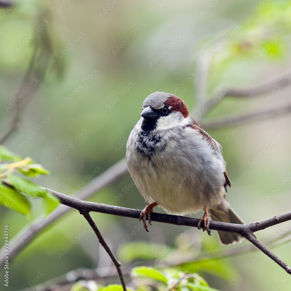Obraz premium Sparrow