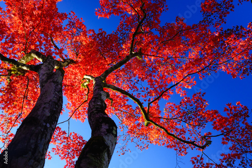 Silhouette Red maple tree on blue sky