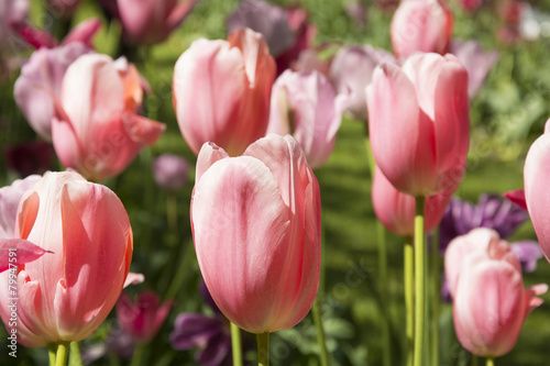 Beautiful Pink Tulips in Spring in the Netherlands