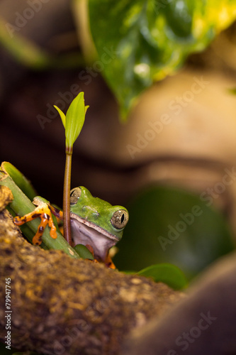 Frosch klettert