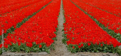 Blooming red tulips #79947903