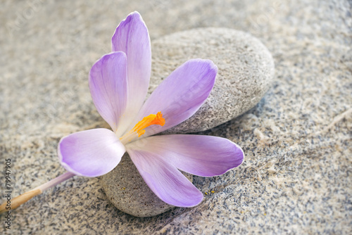 Gray stone and pebble zen background with blue crocus flower