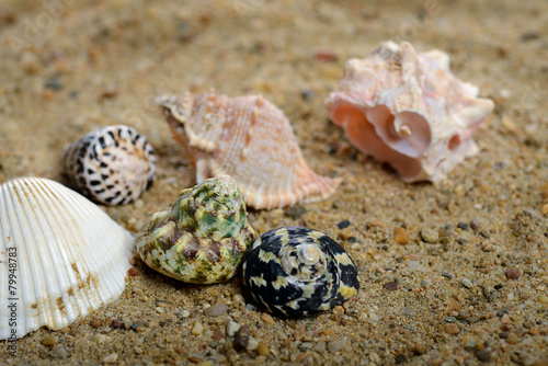 Shells on sand background