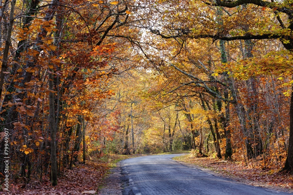 Obraz premium Vivid fall colors in forest