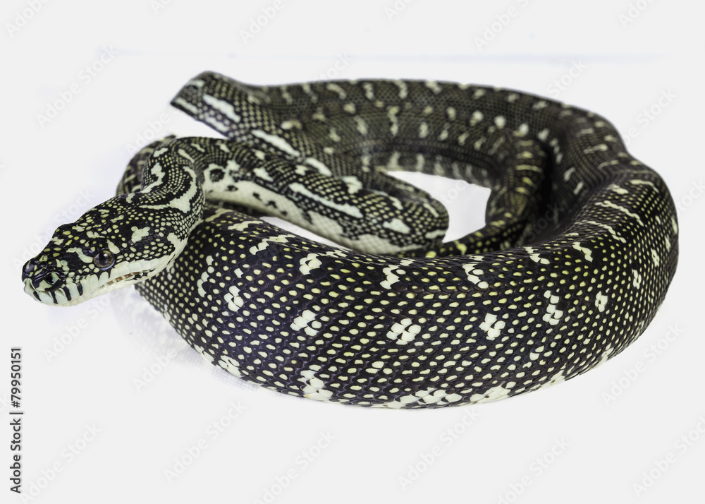 Fototapeta premium a diamond python, coiled on a white background.