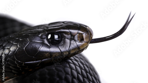 Obraz na plátně red bellied black snake