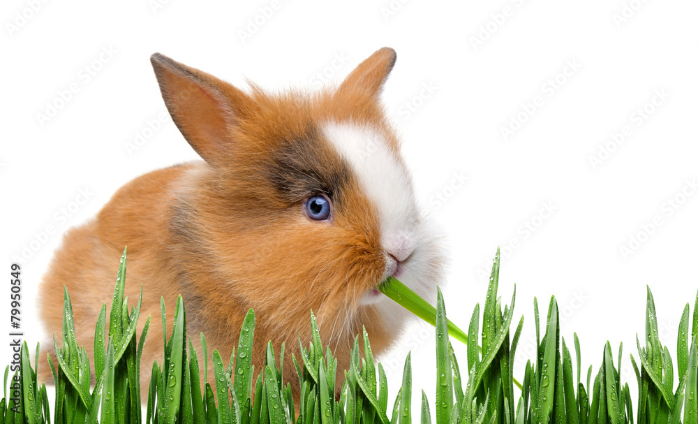 little baby rabbit eating grass little baby rabbit eating grass