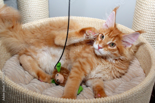 Roter Maine Coon Kater photo