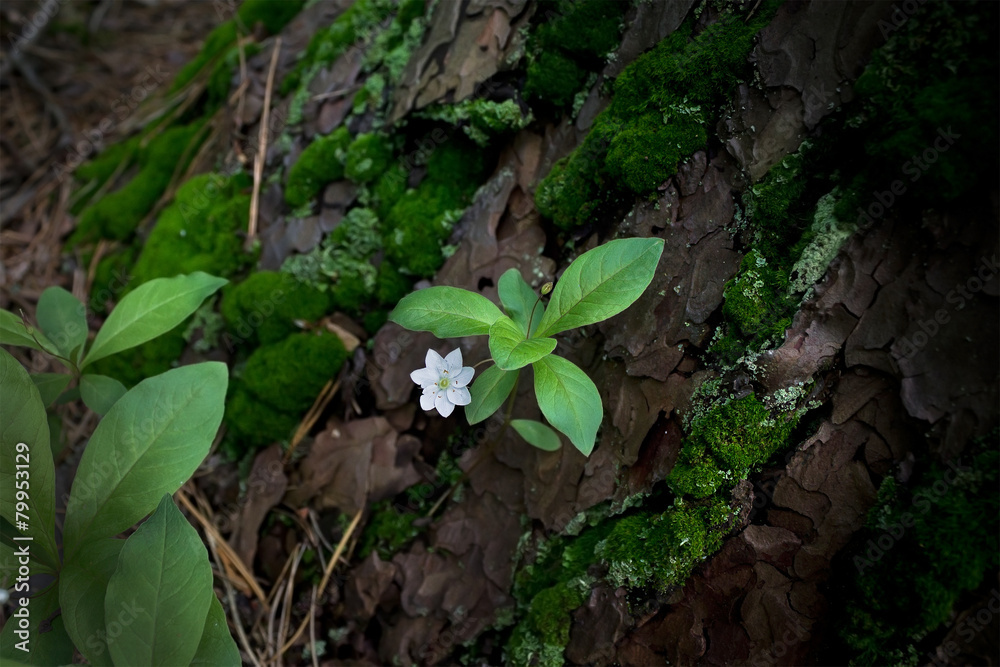 Obraz premium small white forest flower close-up on a background of leaves