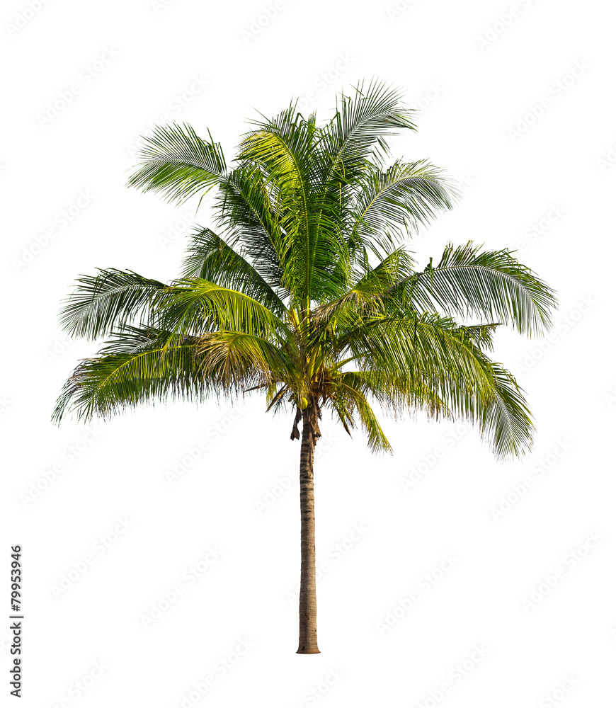 Obraz premium Coconut palm trees isolated on a white background