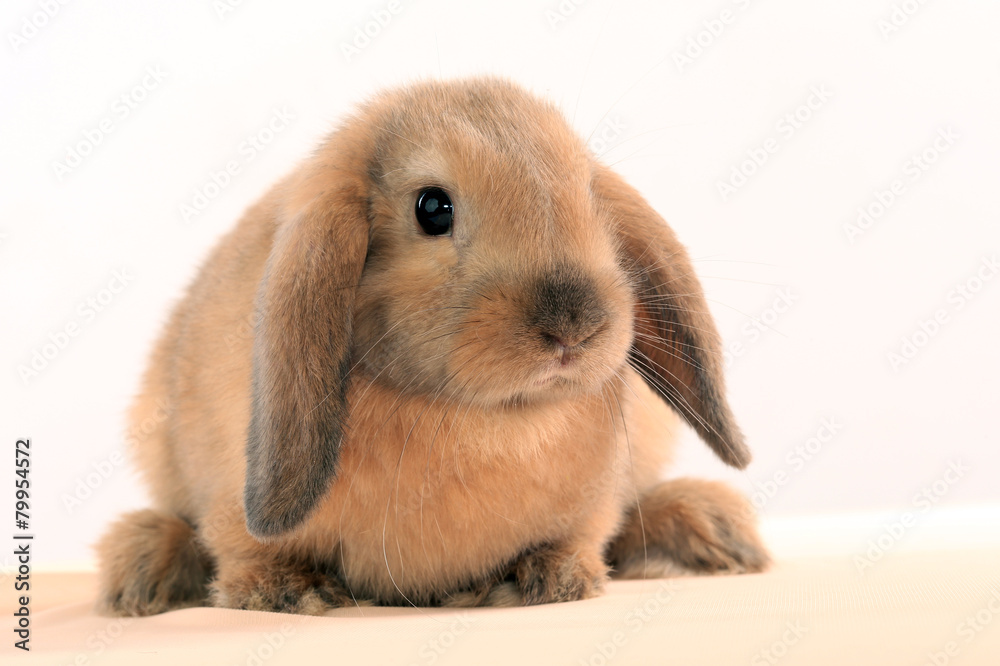 bunny rabbit bunny rabbit