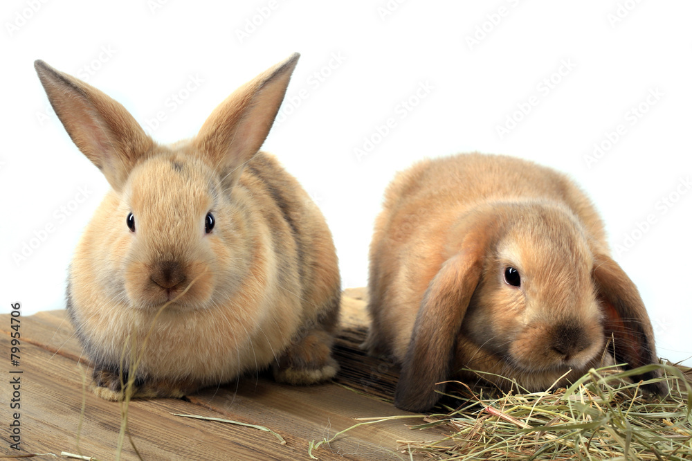 Fototapeta premium pair of rabbits