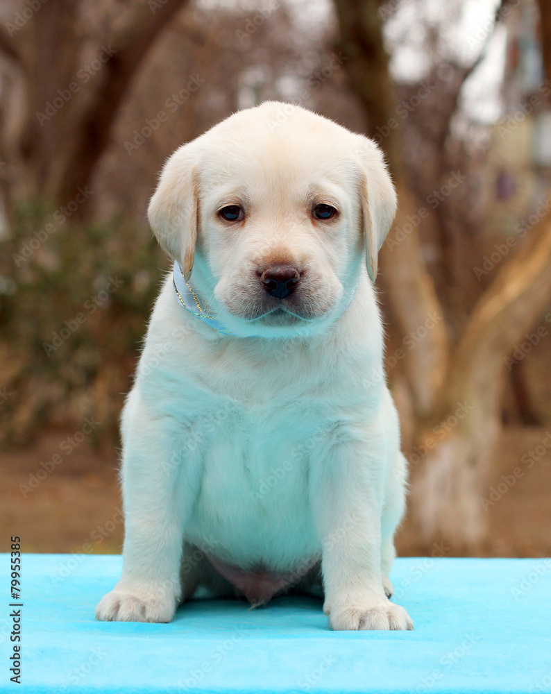 labrador puppy on blue background