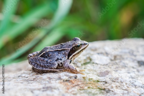 Frog on rock