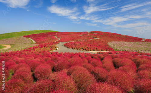 Mountain, Cosmos and Kochia at Hitachi Seaside Park in autumn wi photo