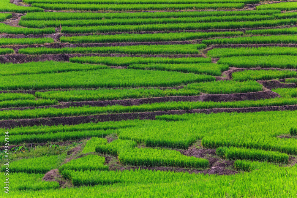 The rice fields in the country of Thailand