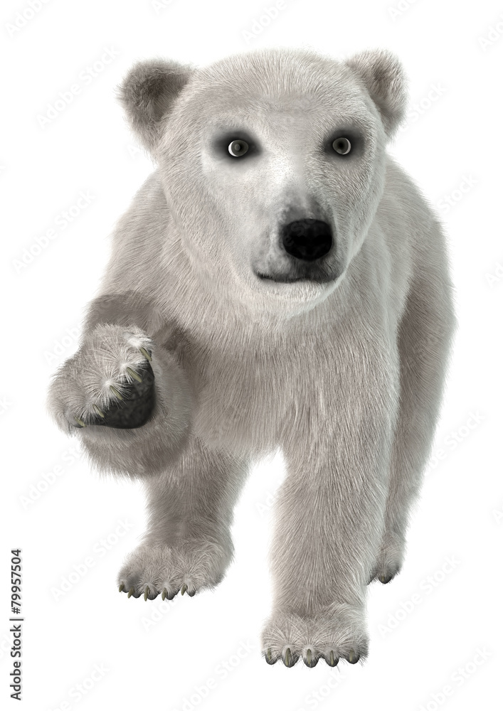 Polar Bear