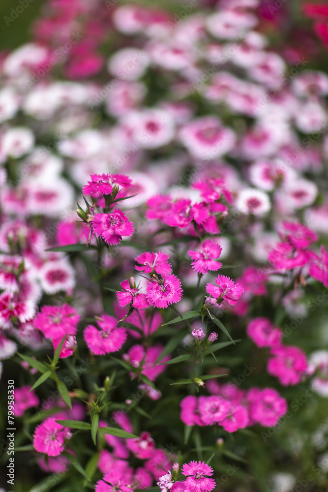 Pinc young flowers growing in green farm field Pinc young flowers growing in green farm field