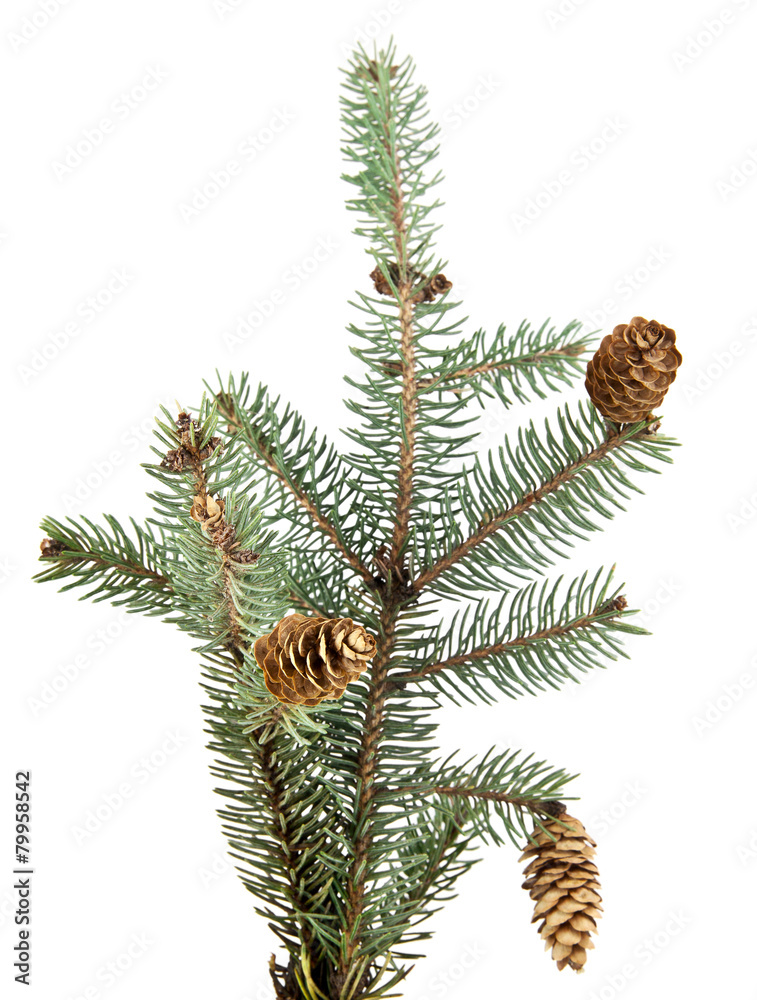 branch of fir-tree branch of fir-tree