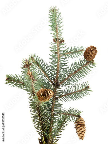 branch of fir-tree