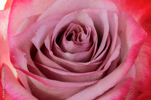 Pink rose closeup