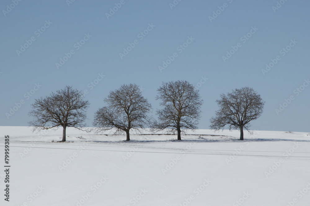 Fototapeta premium 4 arboles nevados