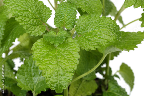 Lemon Balm photo