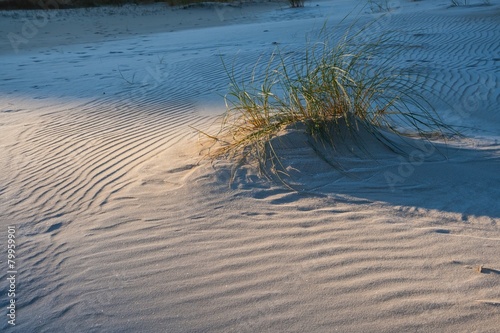 Dunes landscape with plants