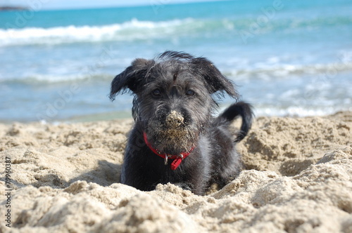 cane in spiaggia