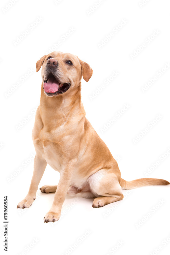 Labrador Labrador
